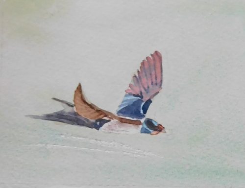Christine C, Swallow, watercolour greeting card.